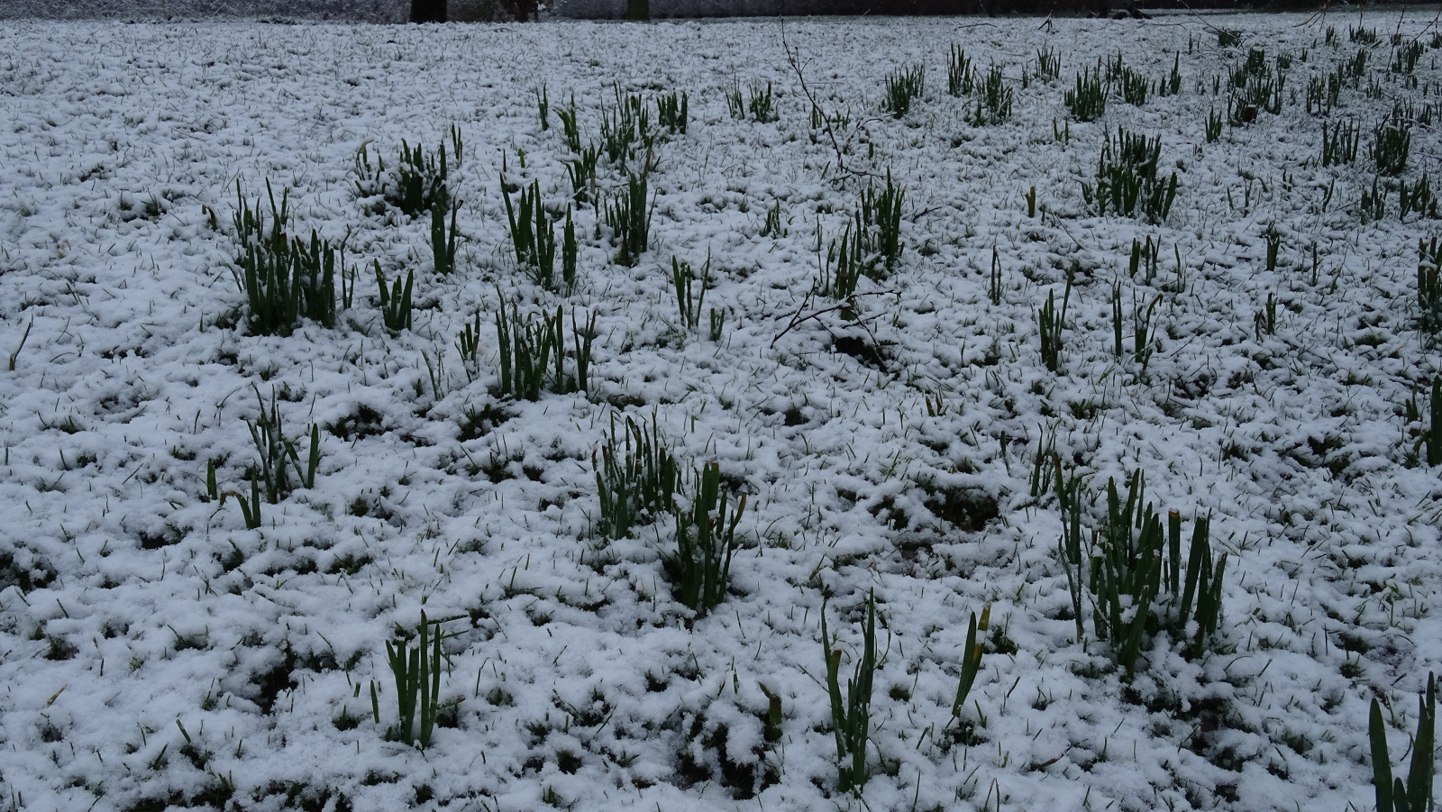 sneeuw 3