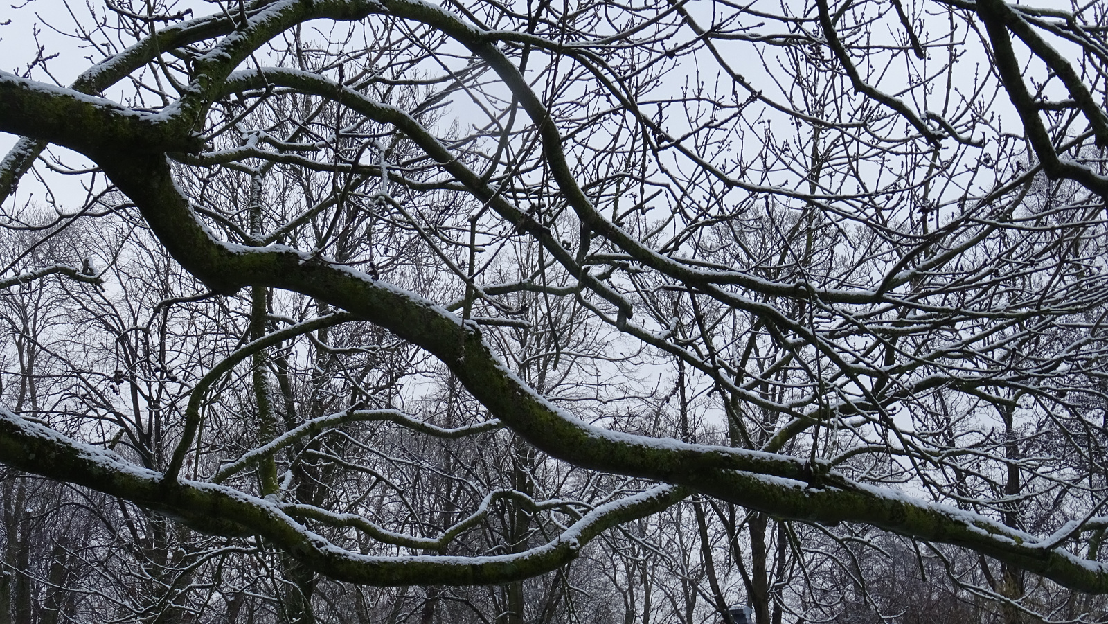 sneeuw 5